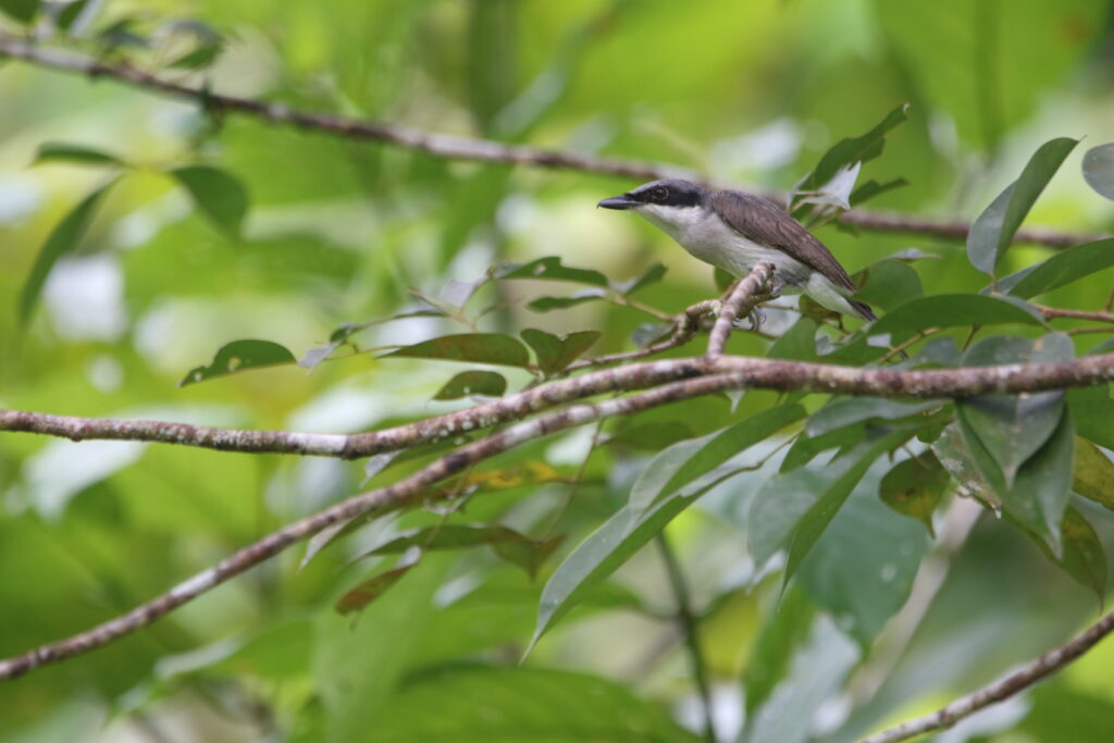 Téphrodorne bridé (Tephrodornis virgatus - Large Woodshrike) - Sepilok RDC