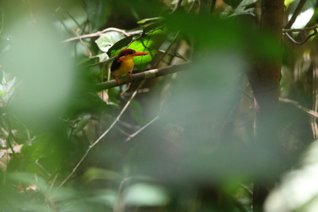 Martin-pêcheur à dos roux (Ceyx rufidorsa - Rufous-backed Dwarf Kingfisher) - Rainforest Discovery Center Sepilok