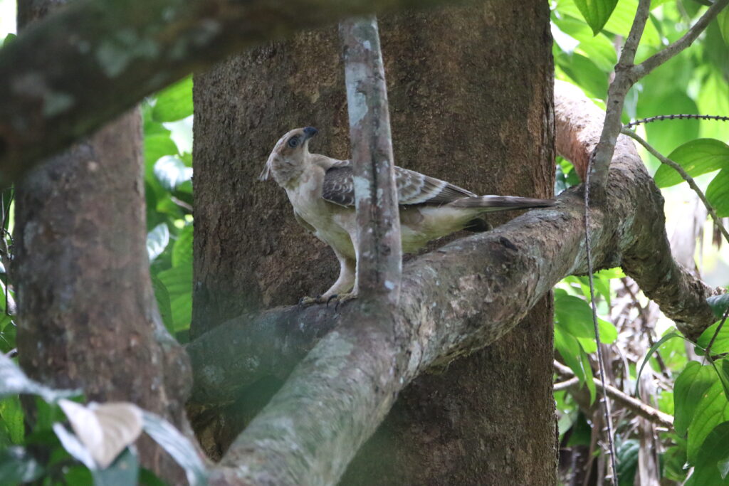 Aigle de Wallace (Nisaetus nanus - Wallace's Hawk-Eagle)