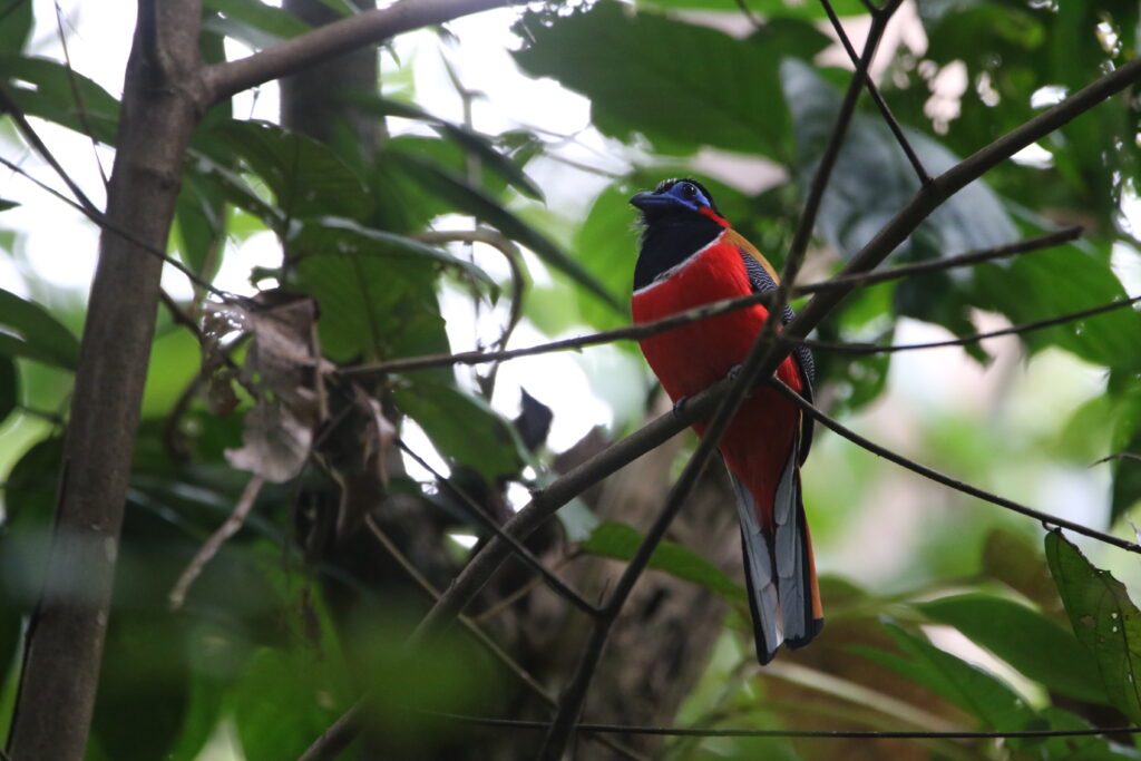 Trogon à nuque rouge mâle (Harpactes kasumba - Red-naped Trogon)