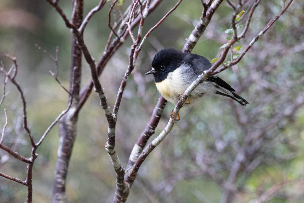Miro mésange (Petroica macrocephala - Tomtit) 2