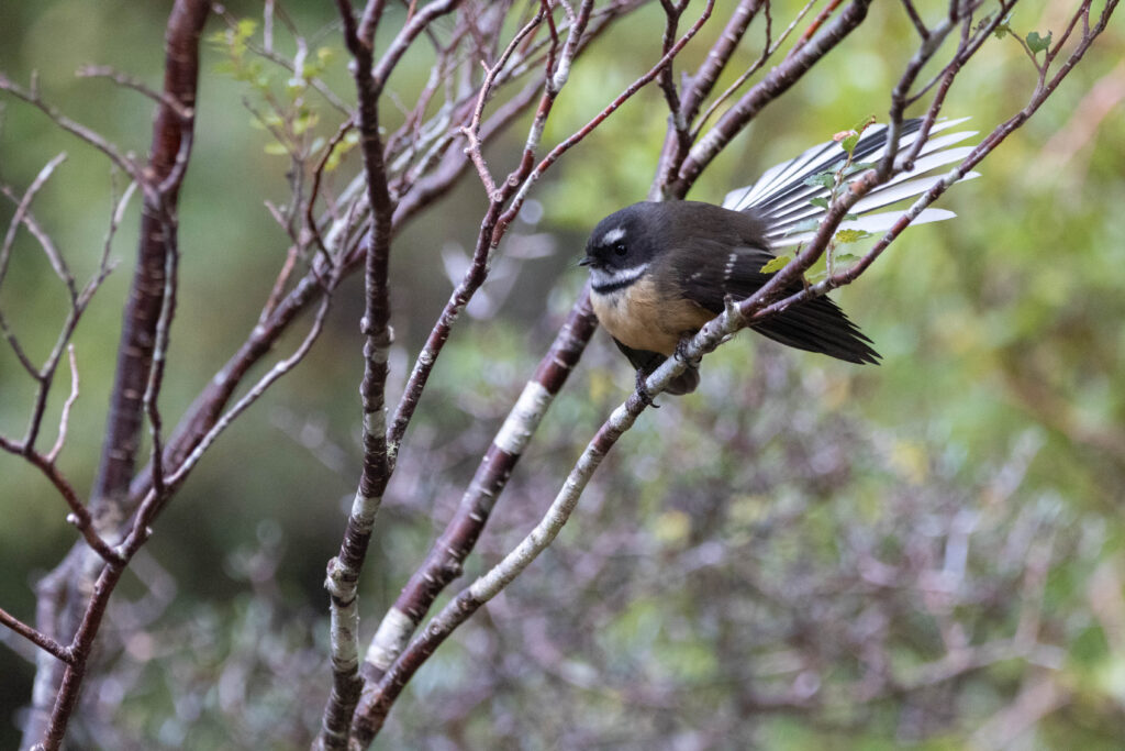 Rhipidure à collier (Rhipidura fuliginosa - New Zealand Fantail) 3