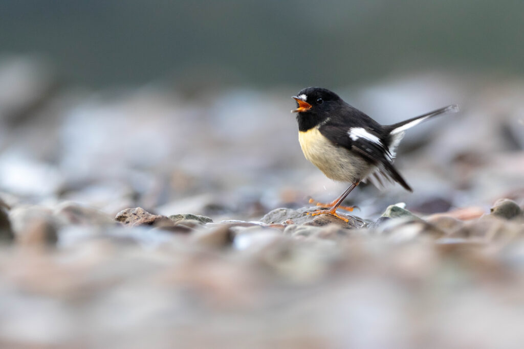 Miro mésange (Petroica macrocephala - Tomtit) - Ile du Sud