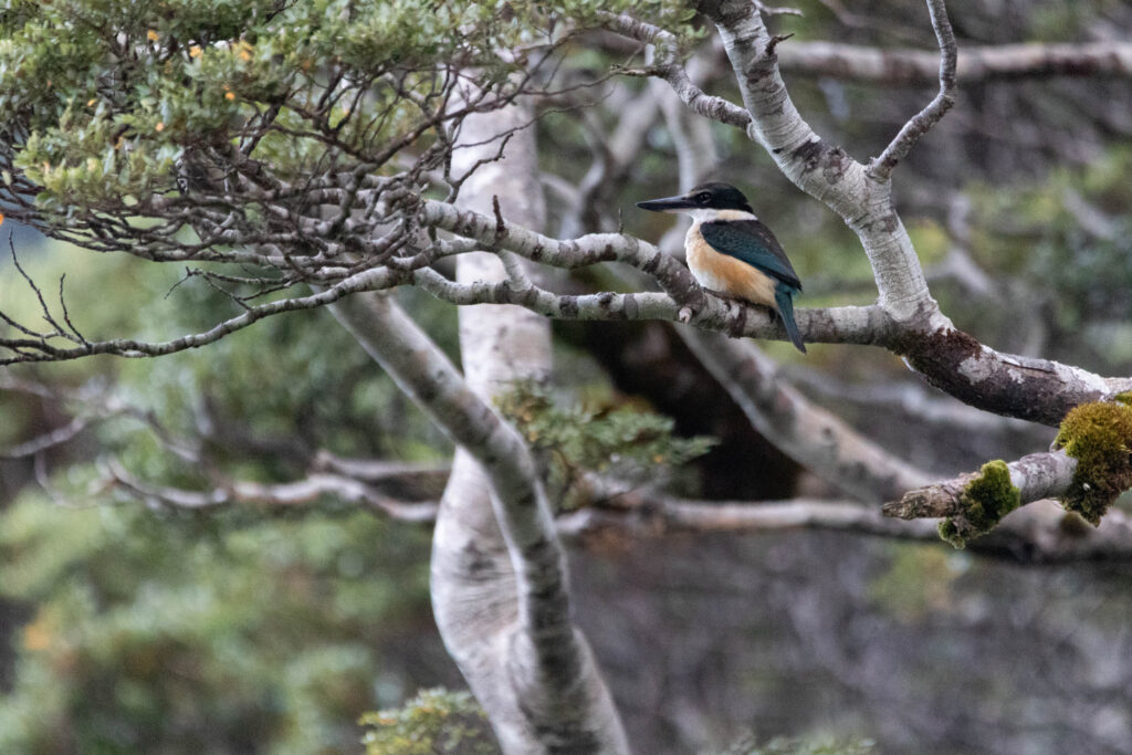 Martin-chasseur sacré (Todiramphus sanctus - Sacred Kingfisher) - Lake Gunn