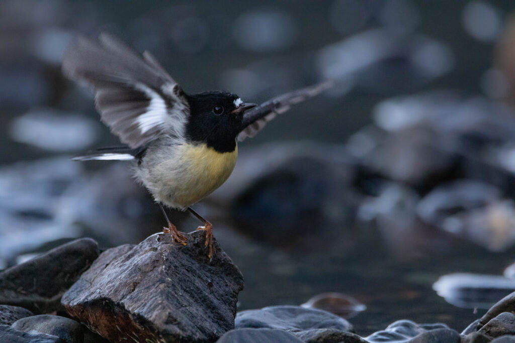 Miro mésange (Petroica macrocephala - Tomtit)