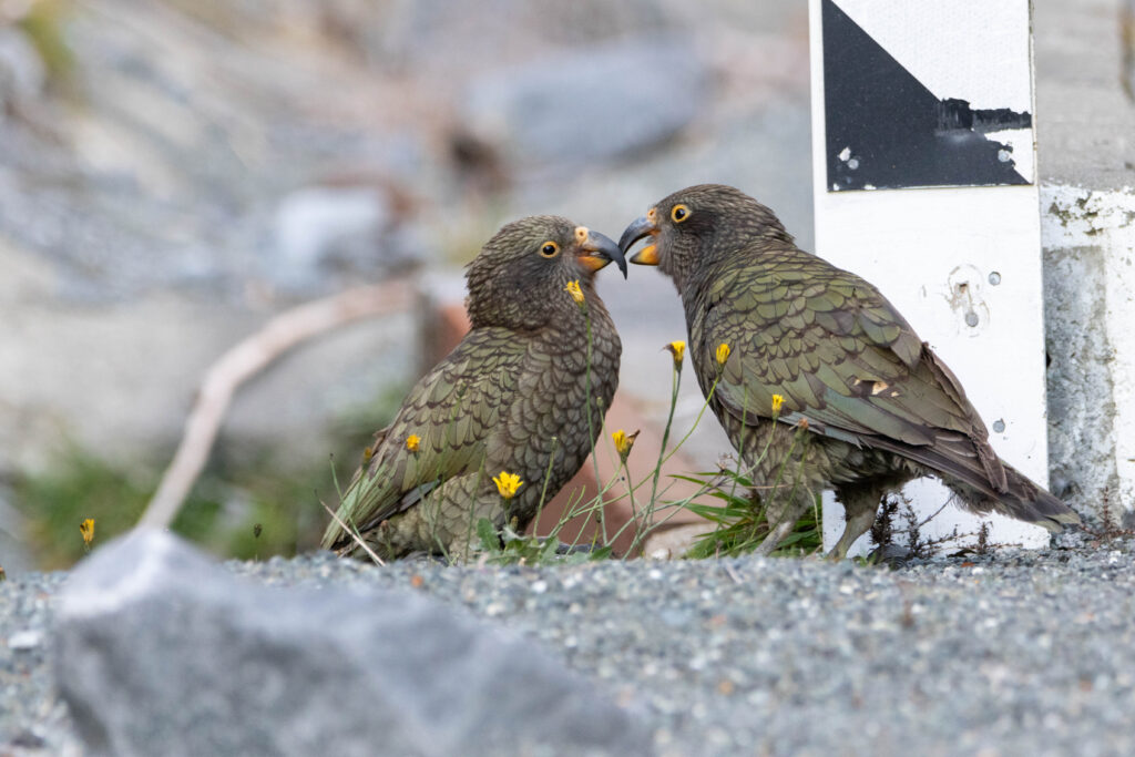 Nestor kéa (Nestor notabilis - Kea)
