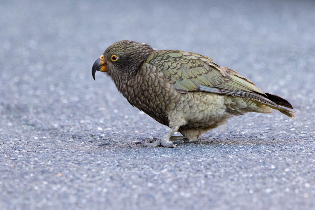 Nestor kéa (Nestor notabilis - Kea) 3