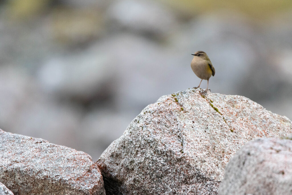 Xénique des rochers (Xenicus gilviventris - New Zealand Rockwren