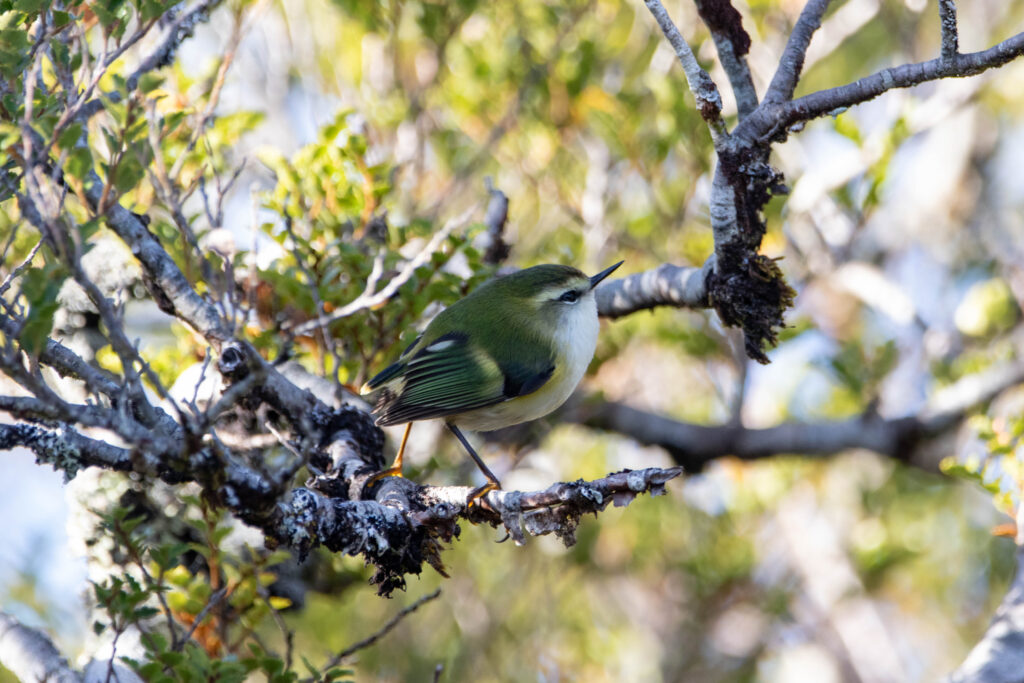 Xénique grimpeur (Acanthisitta chloris - Rifleman)