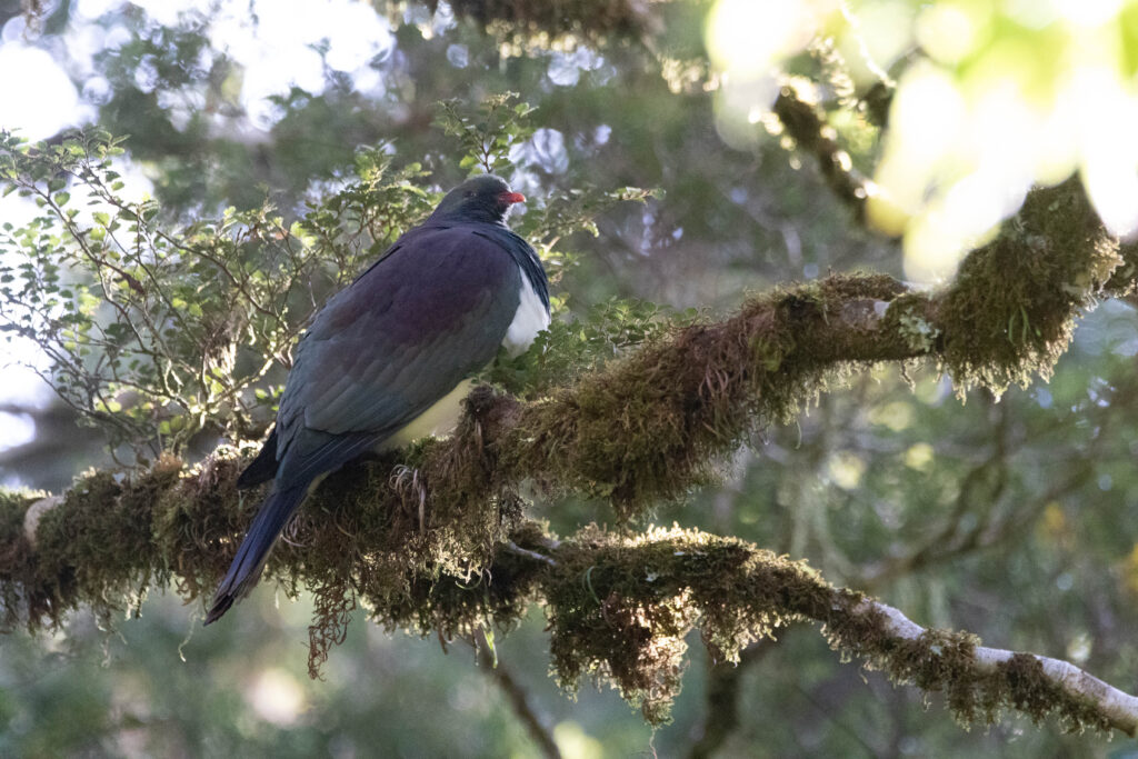 Carpophage de Nouvelle-Zélande (Hemiphaga novaeseelandiae - New Zealand Pigeon)