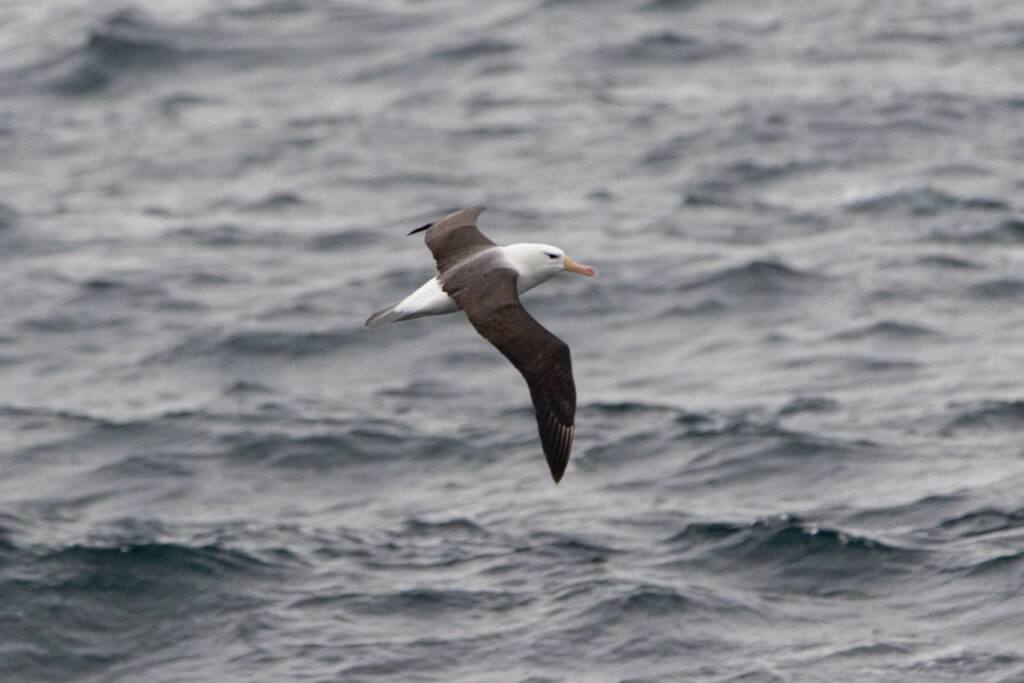 Albatros à sourcils noirs (Thalassarche melanophris - Black-browed Albatross)