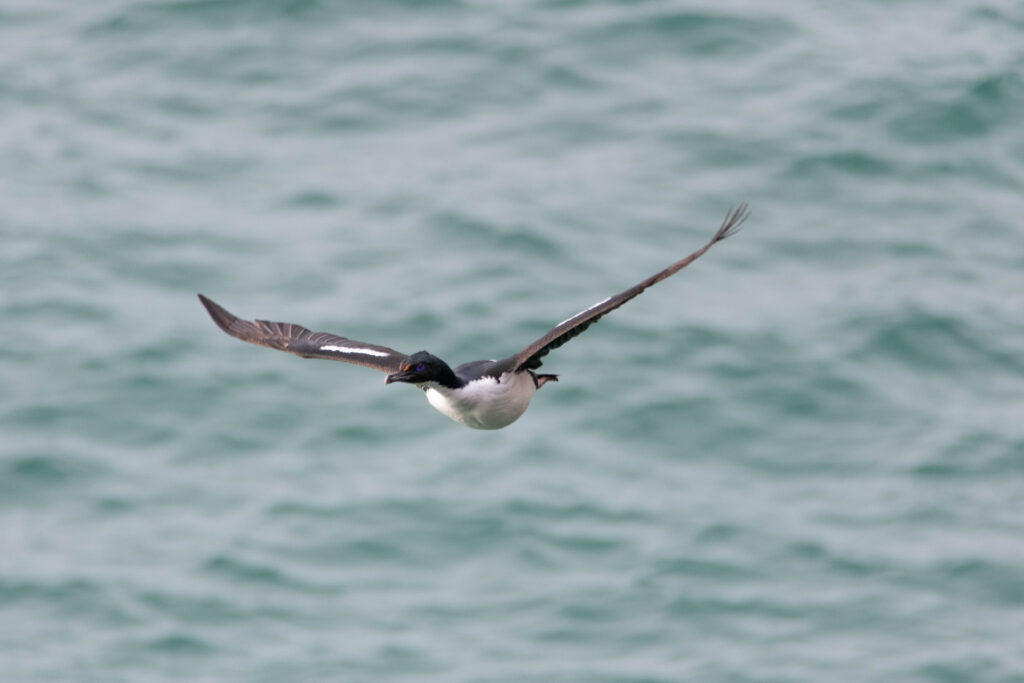 Cormoran bronzé (Leucocarbo chalconotus - Stewart Island Shag) 2