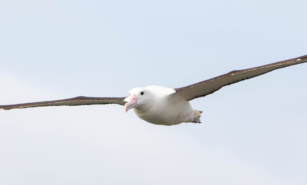 Albatros de Sanford (Diomedea sanfordi - Northern Royal Albatross)