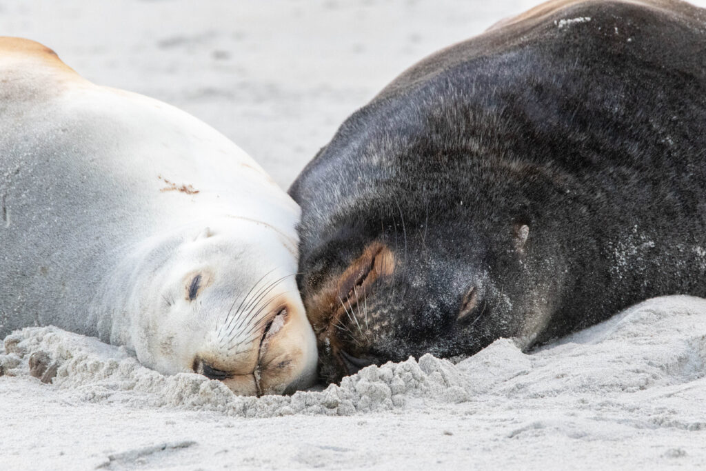 Lions de mer (Phocarctos hookeri - New Zealand Sea Lion) Couple