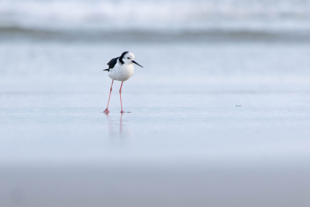 Echasse d’Australie (Himantopus leucocephalus - Pied Stilt) - Nouvelle Zélande