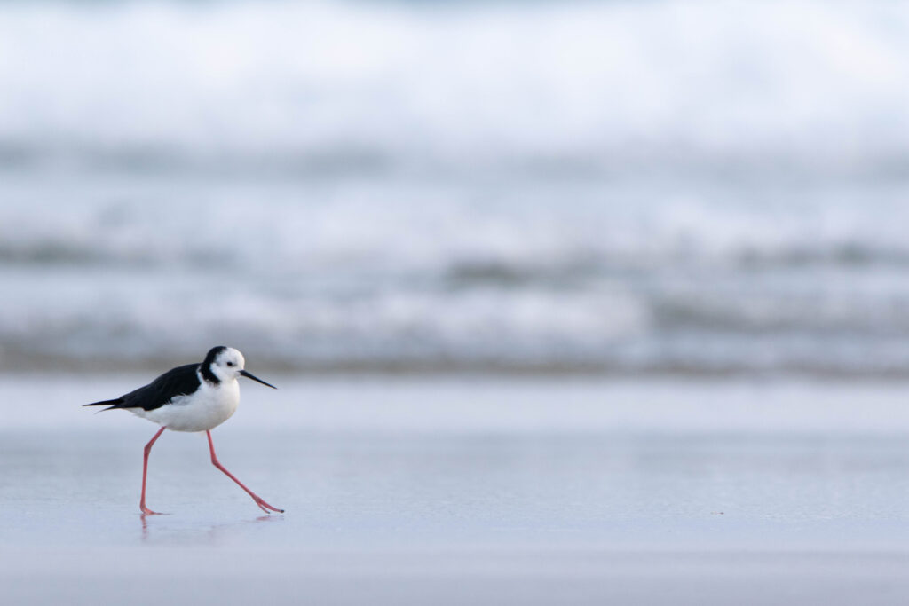 Echasse d’Australie (Himantopus leucocephalus - Pied Stilt) 5