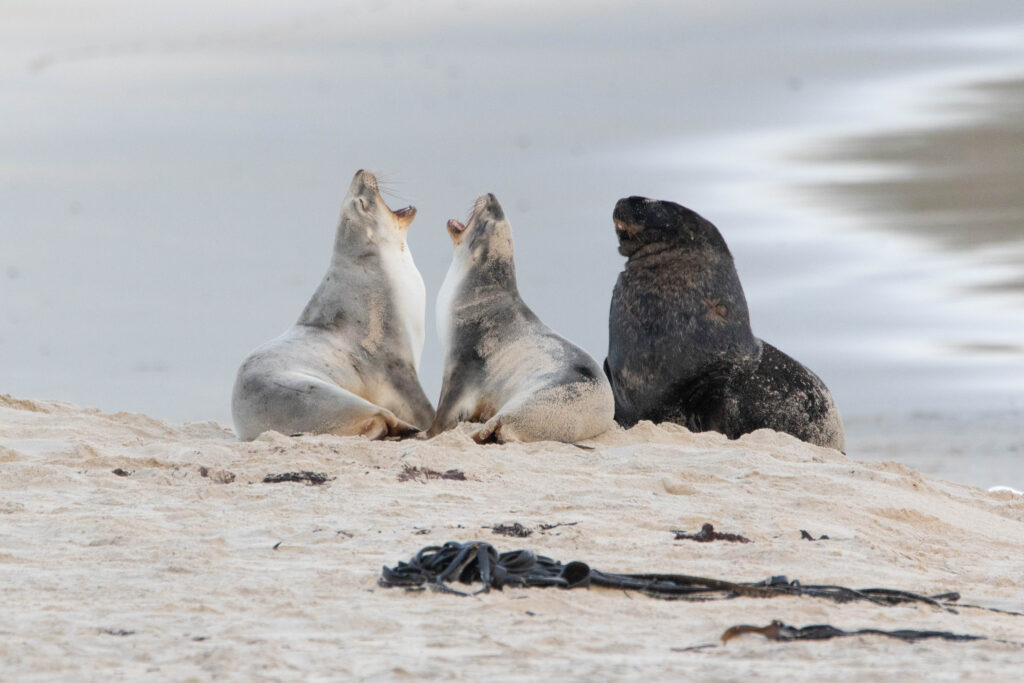 Lions de mer (Phocarctos hookeri - New Zealand Sea Lion)
