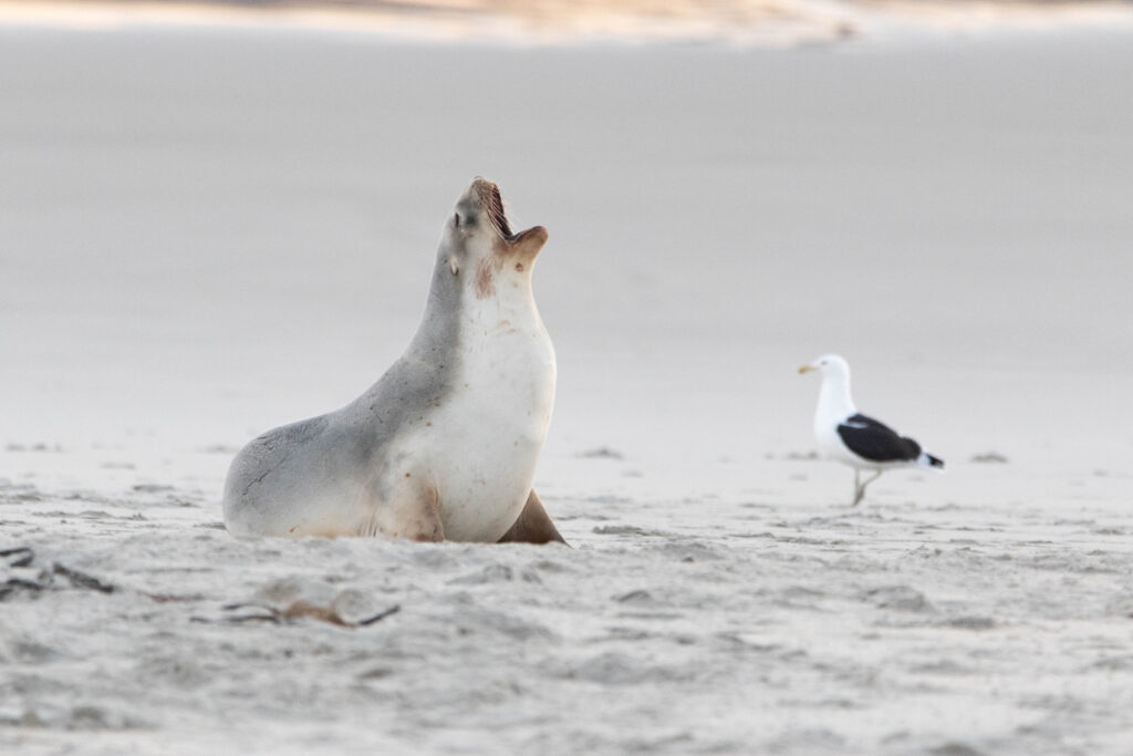 Lionne de mer (Phocarctos hookeri - New Zealand Sea Lion) & Goéland dominicain