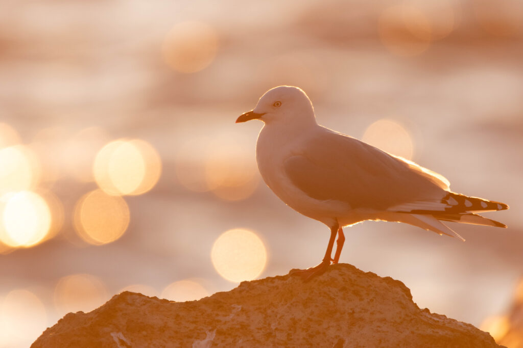 Mouettes argentée (Chroicocephalus novaehollandiae - Silver Gull) - Nouvelle-Zélande