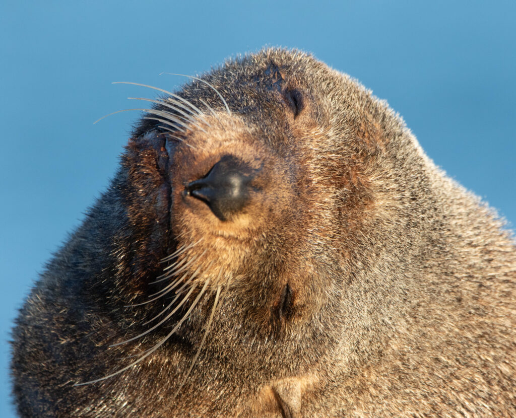 Lion de mer (Phocarctos hookeri - New Zealand Sea Lion) 3