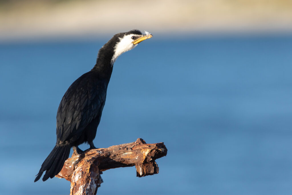 Cormoran pie (Microcarbo melanoleucos - Little Pied Cormorant) - Nouvelle Zélande