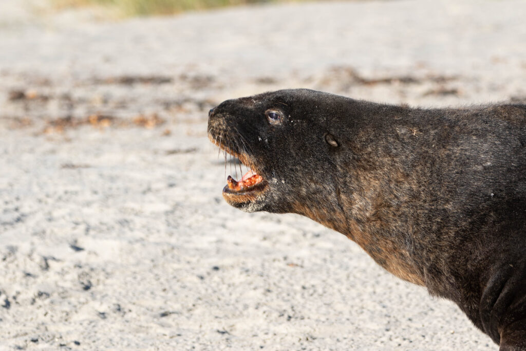Lion de mer mâle (Phocarctos hookeri - New Zealand Sea Lion) 2
