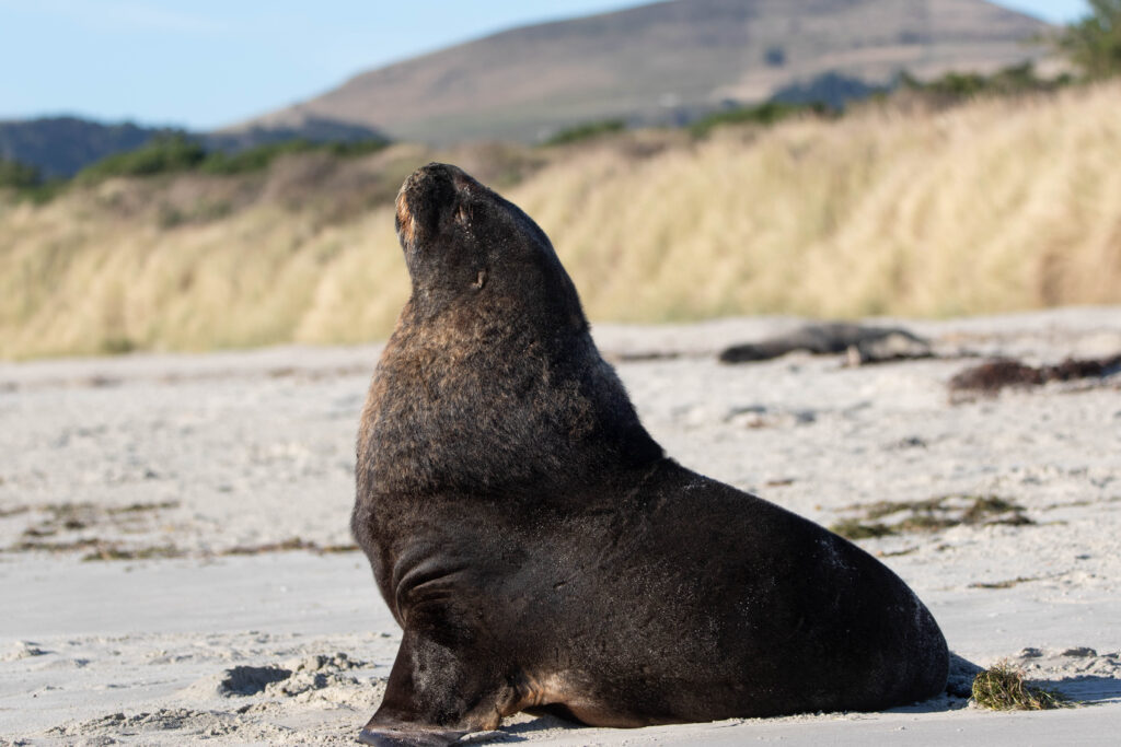 Lion de mer mâle (Phocarctos hookeri - New Zealand Sea Lion)
