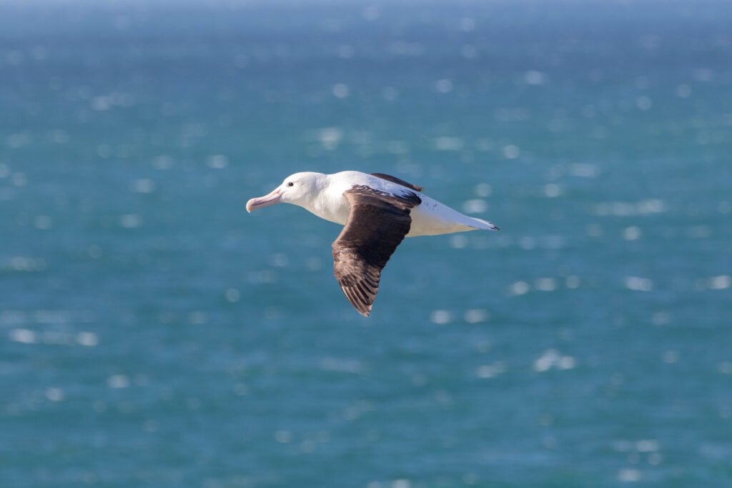 Albatros de Sanford (Diomedea sanfordi - Northern Royal Albatross) - Otago Peninsula