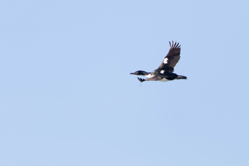 Cormoran bronzé (Leucocarbo chalconotus - Stewart Island Shag)