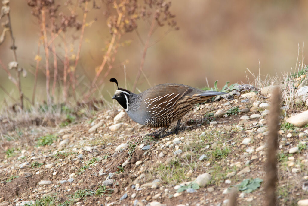 Colin de Californie (Callipepla californica - California Quail)