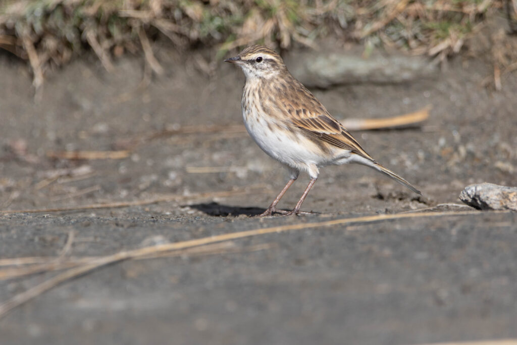 Pipit de Nouvelle-Zélande (Anthus novaeseelandiae - New Zealand Pipit) - Wanaka