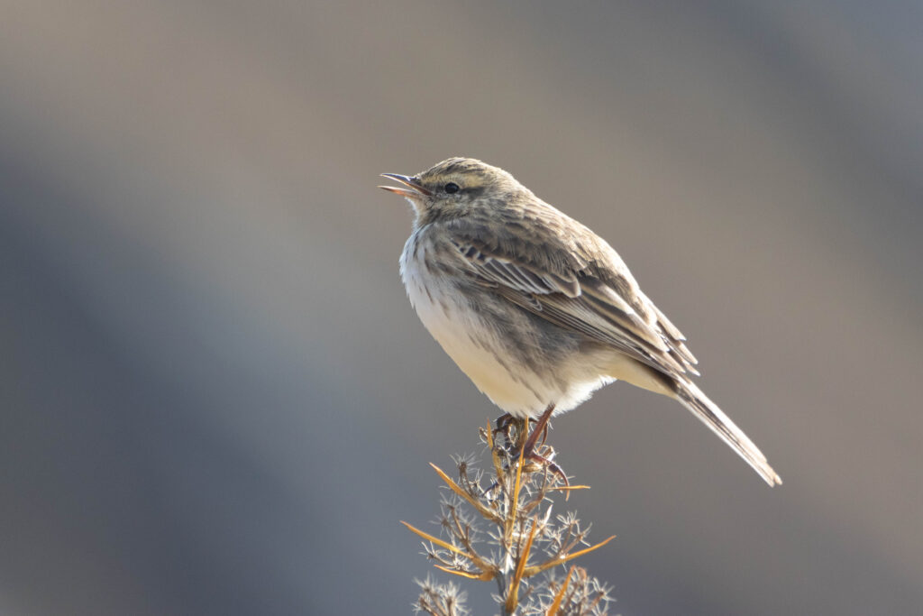 Pipit de Nouvelle-Zélande (Anthus novaeseelandiae - New Zealand Pipit)
