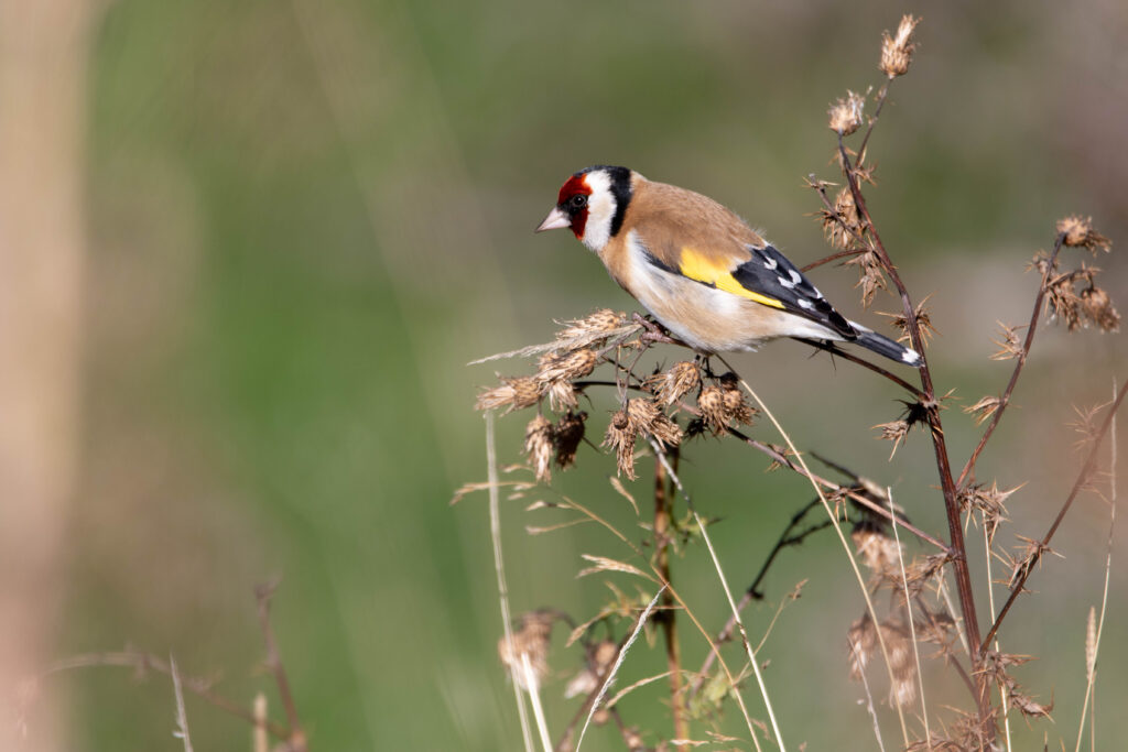Chardonneret élégant (Carduelis carduelis - European Goldfinch) - Nouvelle-Zélande