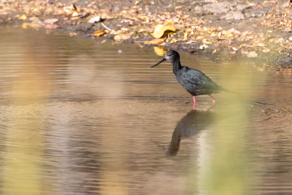 Echasse noire (Himantopus novaezelandiae - Black Stilt) - Pukaki