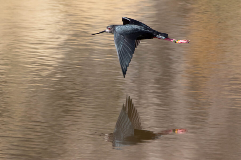 Echasse noire (Himantopus novaezelandiae - Black Stilt) - Fly