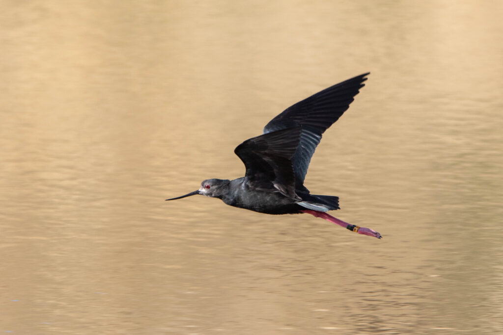 Echasse noire (Himantopus novaezelandiae - Black Stilt) 2