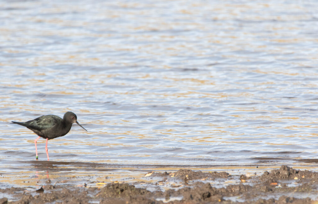 Echasse noire (Himantopus novaezelandiae - Black Stilt) 4