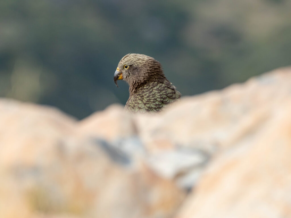 Nestor kéa (Nestor notabilis - Kea) 5
