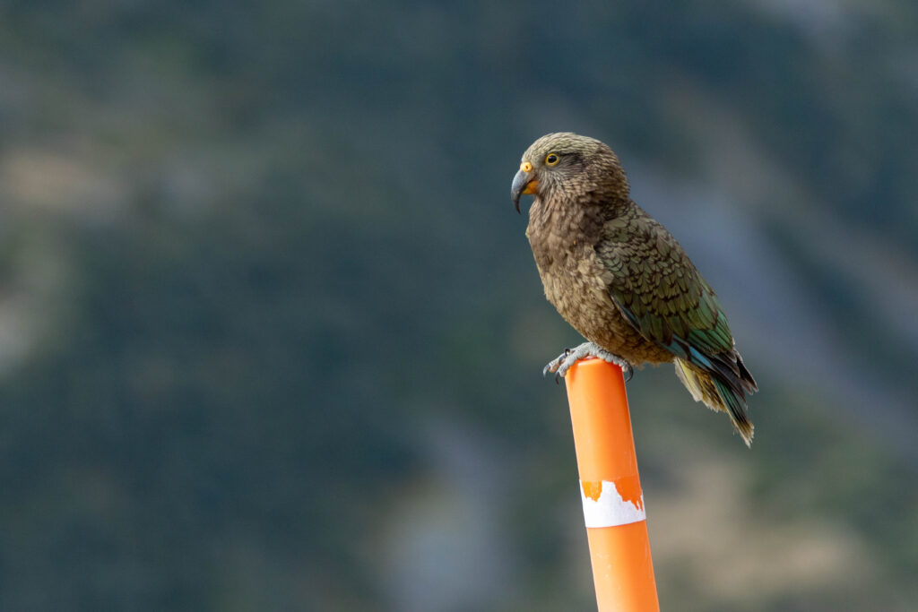 Nestor kéa (Nestor notabilis - Kea) - Arthur's Pass
