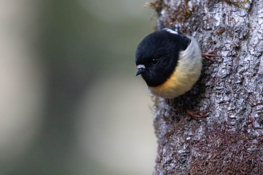 Miro mésange (Petroica macrocephala - Tomtit) 3