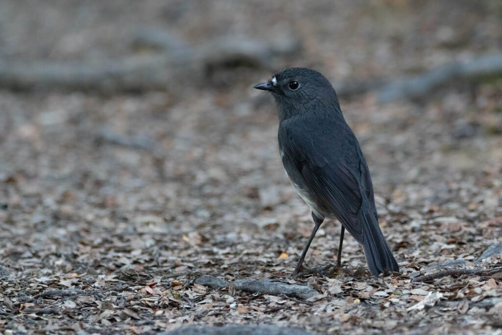 Miro rubisole (Petroica australis - South Island Robin)