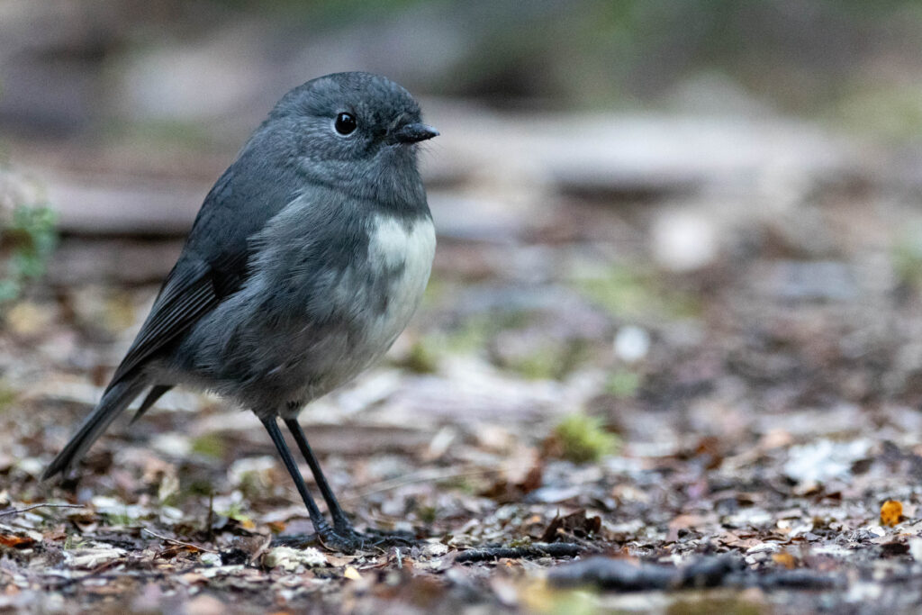 Miro rubisole (Petroica australis - South Island Robin) - Arthur's Pass