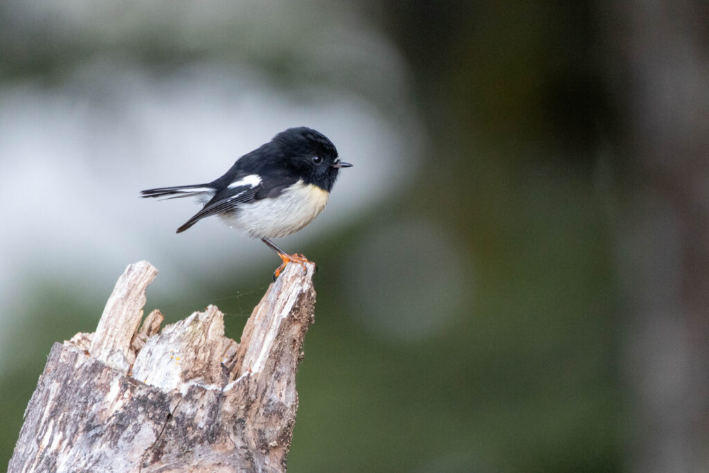 Miro mésange (Petroica macrocephala - Tomtit) 5