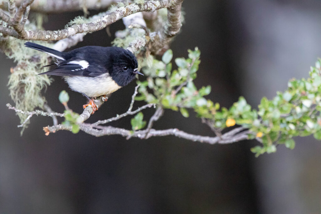 Miro mésange (Petroica macrocephala - Tomtit) 4