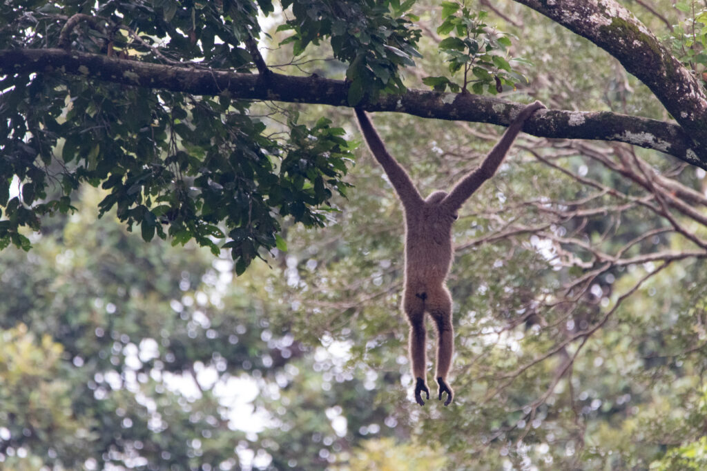 Gibbon (Hylobates funereus - Eastern grey gibbon)