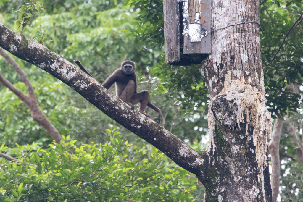 Gibbon (Hylobates funereus - Eastern grey gibbon) - Sepilok RDC