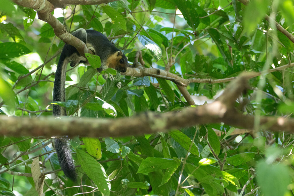 Ecureuil géant commun (Ratufa affinis - Cream-coloured giant squirrel)