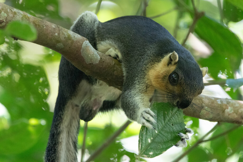 Ecureuil géant commun (Ratufa affinis - Cream-coloured giant squirrel) - Sepilok RDC