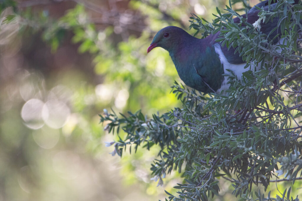 Carpophage de Nouvelle-Zélande (Hemiphaga novaeseelandiae - New Zealand Pigeon) 2