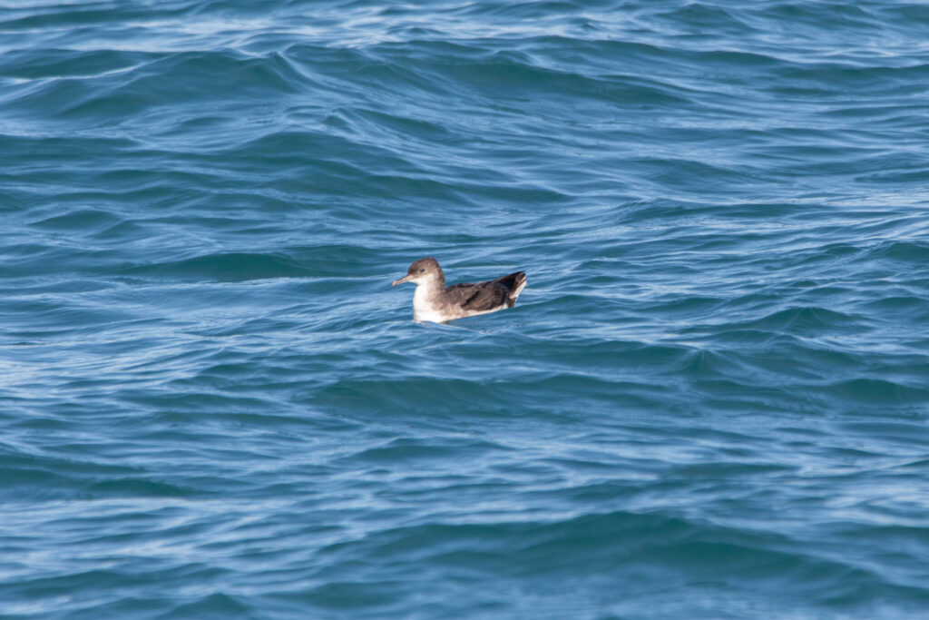 Puffin volage (Puffinus gavia - Fluttering Shearwater) - Nouvelle Zélande